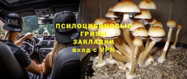 стаф Алзамай